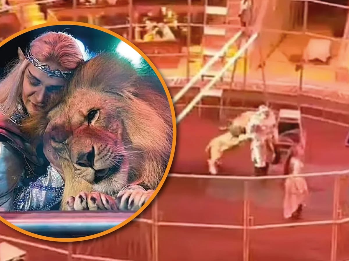 Un león atacó a un artista de circo ruso en plena función - Infobae