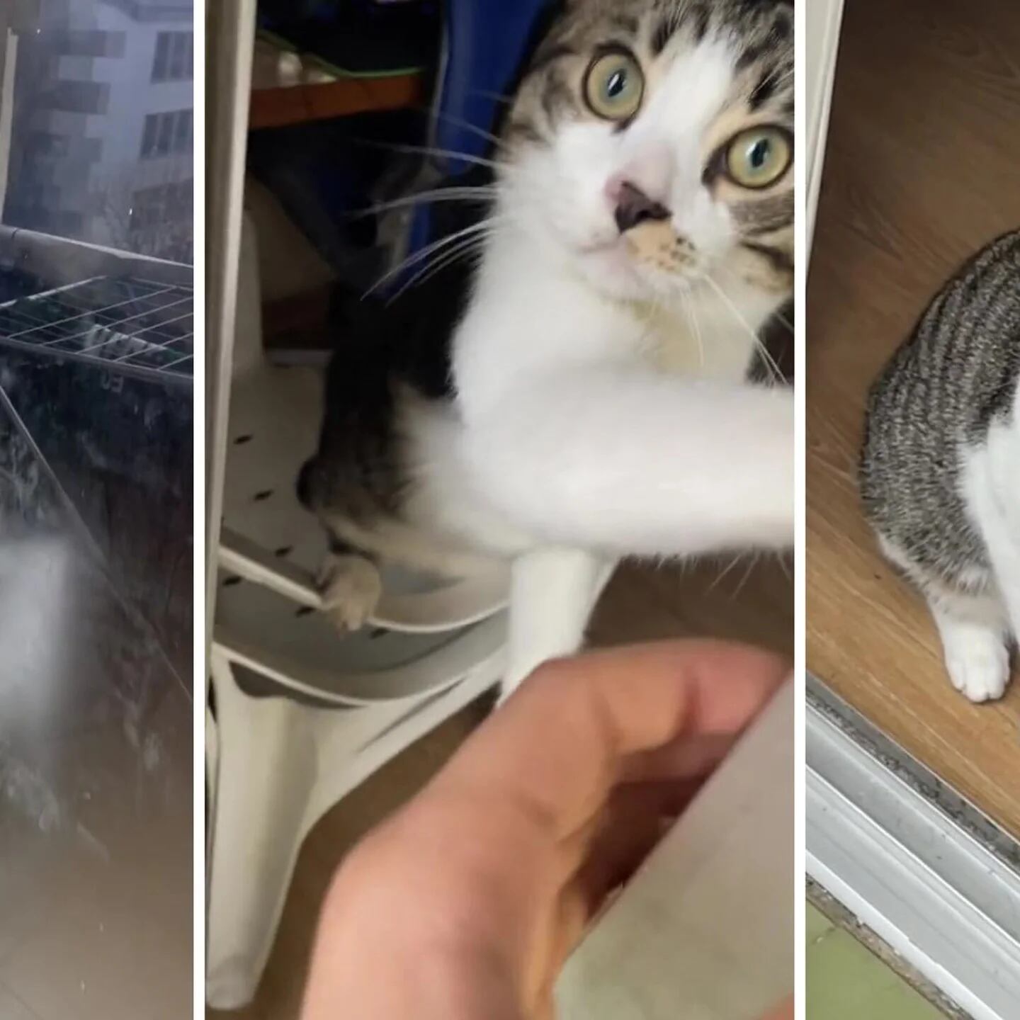 Hombre se queda encerrado en su balcón y su gato le abre la puerta - UnoTV