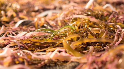 La carragenina tiene un efecto sobre el rinovirus. Se la conoce desde hace siglos; el primer registro de su uso viene de Irlanda, lugar donde abundan las algas rojas (musgo irlandés o musgo carrageen (Shutterstock)