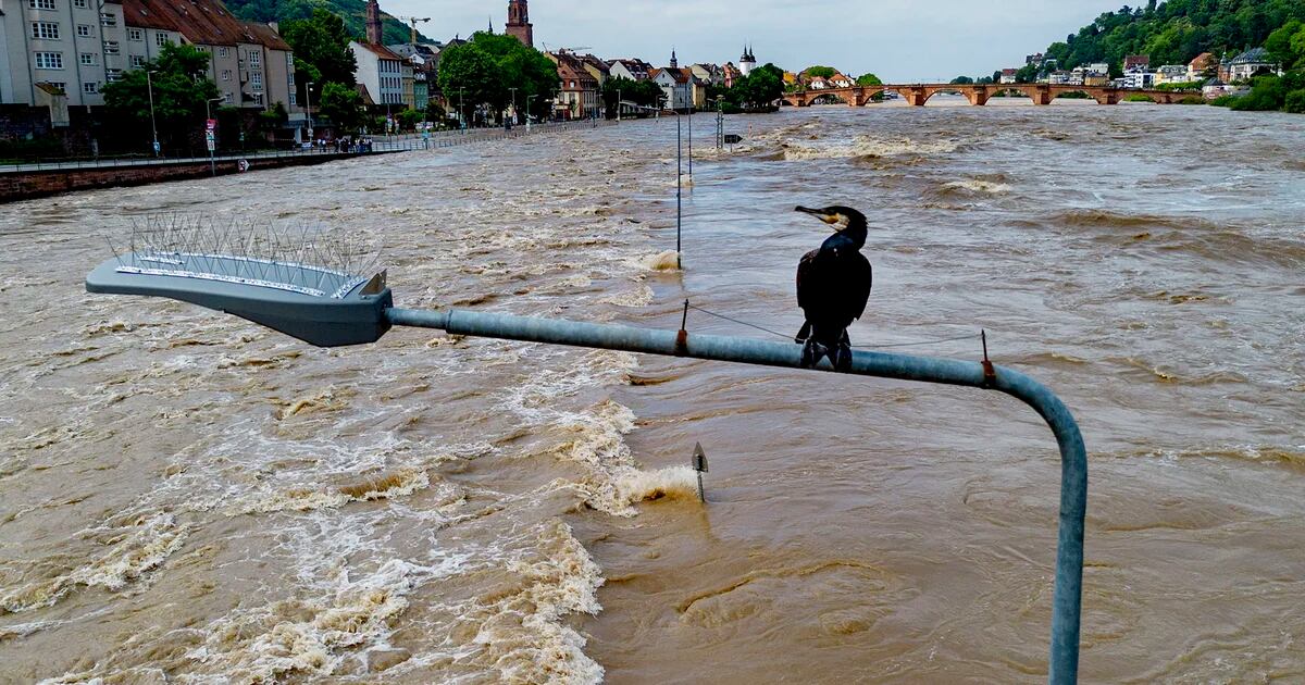 Four deaths from floods in southern Germany: “The state of affairs is vital and tense”