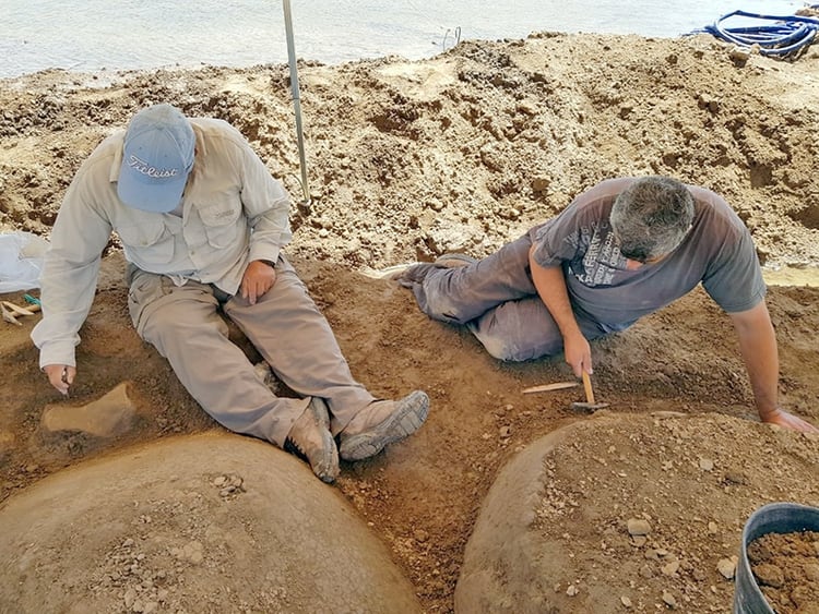 Arqueólogos y paleontólogos trabajan codo a codo para extraer la totalidad de los fósiles de estos cuatro gliptodontes en Bolívar (INCUAPA – Conicet)