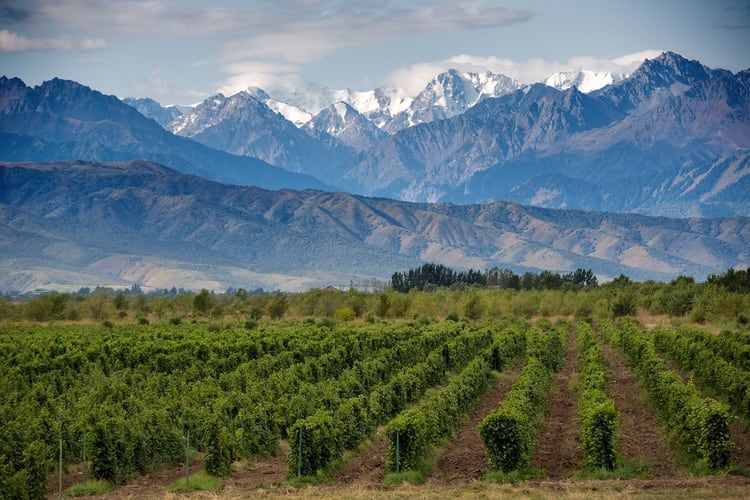 Las tres principales regiones vitivinícolas de la provincia, Maipú, Luján de Cuyo y el Valle de Uco, se encuentran a lo largo de la épica Ruta 40 de Argentina (Shutterstock)