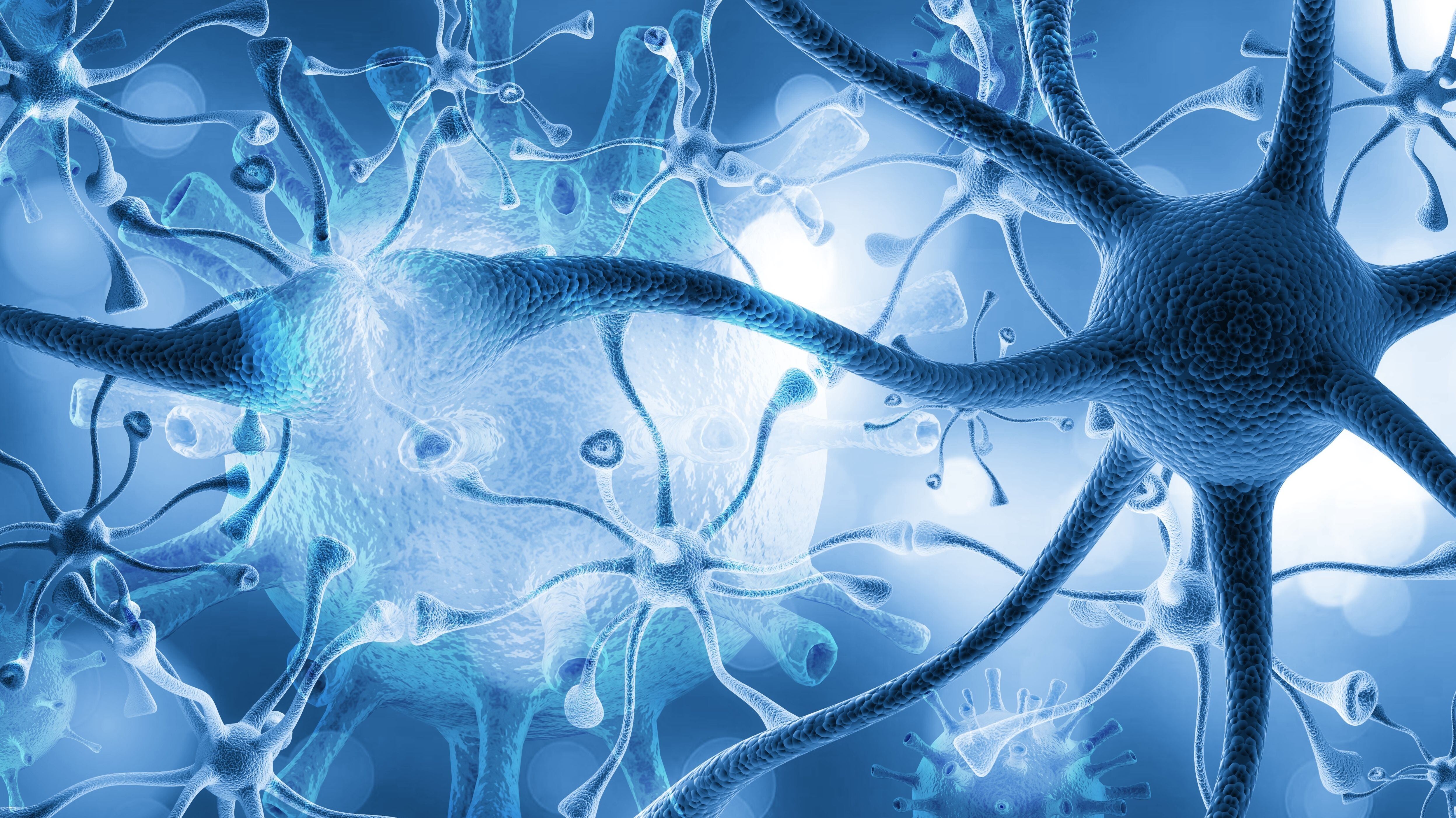 Neuronas en el cerebro (Shutterstock)