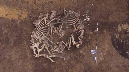 Estos dos caballos fueron enterrados uno al lado del otro en una tumba en el sitio que data de la Edad del Bronce media, miles de años después del cementerio neolítico. (Crédito de la imagen: Marcin Przybyła)