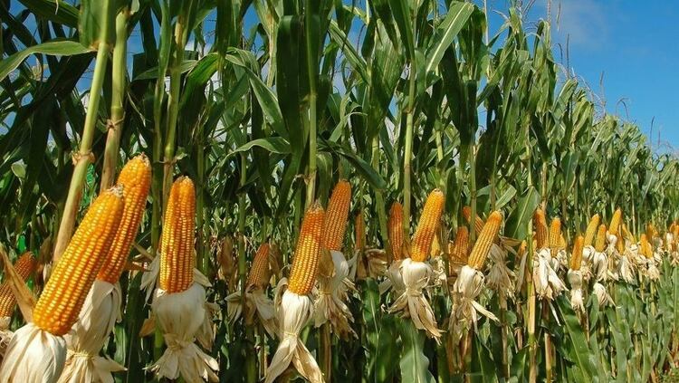 La proyección en maíz aumentó en dos millones de toneladas