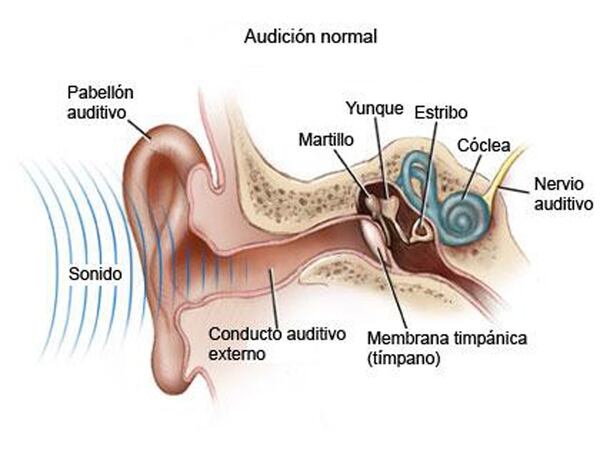 La cóclea es la parte del oído interno con forma de tubo enrollado que se asemeja a un caracol y que alberga en su interior el órgano responsable de la audición.De allí surgió el nombre del implante.