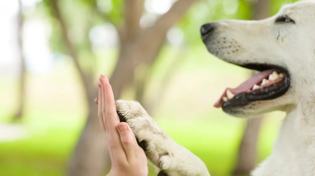 También los dueños eligen perros que puedan corresponder a las características que le resultan deseables (Shutterstock)