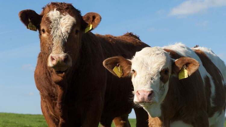 El informe resalta: Lla elaboración del helado artesanal al igual que la pasta fresca demanda menos de un día. El queso fresco, por ejemplo, puede insumir en promedio una semana de elaboración, considerando su escaso tiempo de estacionamiento. En cambio, obtener un kilo de carne vacuna lleva meses” (Shutterstock)