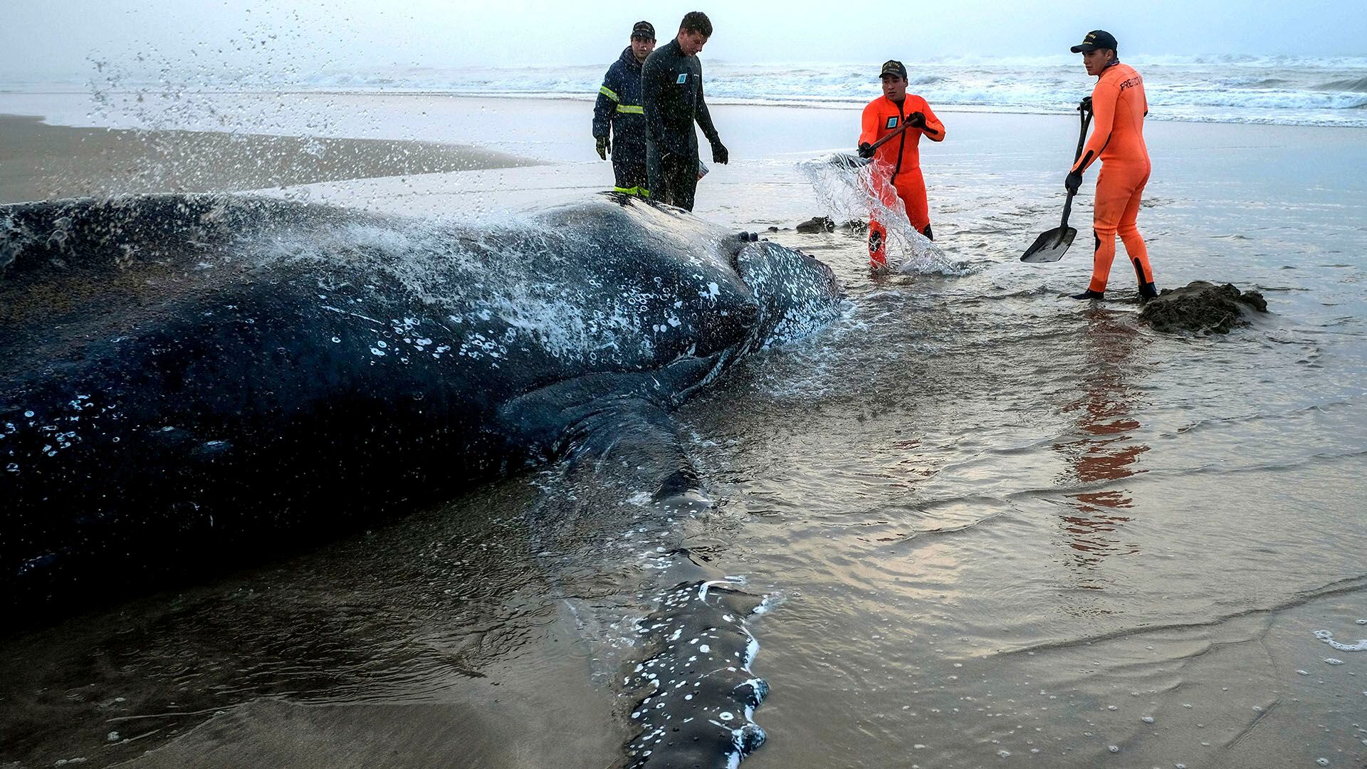 Una ballena en las costas de Mar del Plata (archivo Télam)