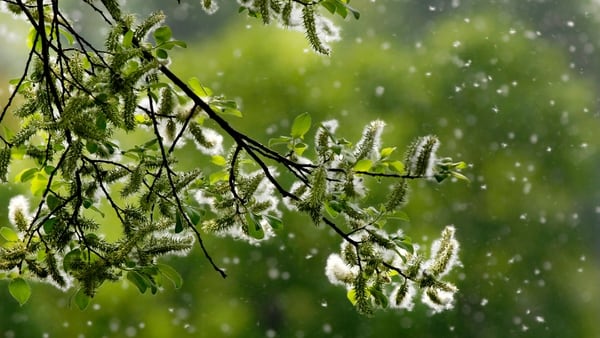 El polen es uno de los principales causantes en verano (iStock)