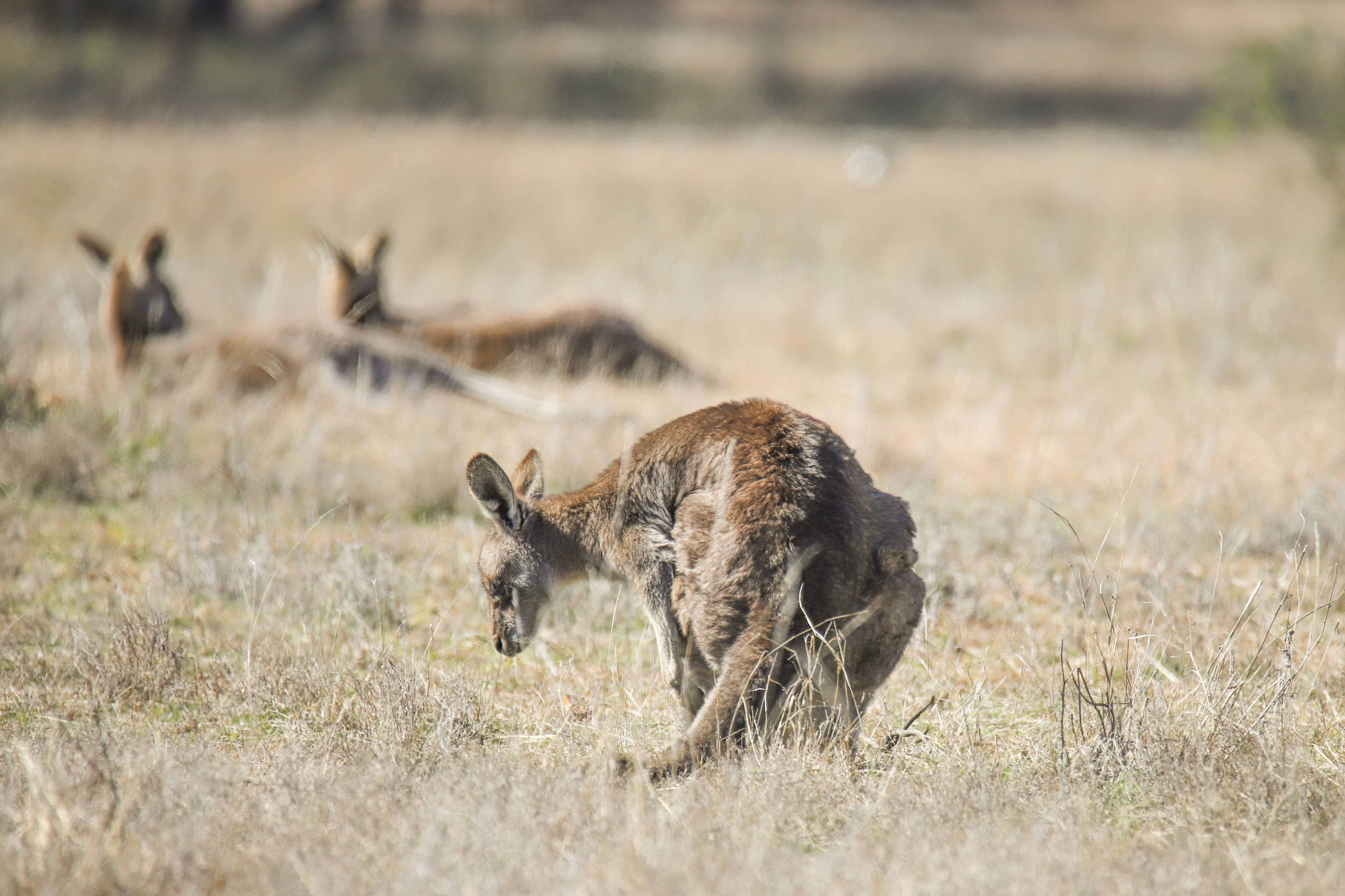 Australian Police are investigating the death of 14 kangaroos on the southern coast of the country