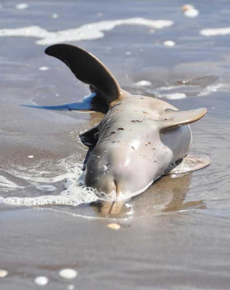 Se calcula que mueren anualmente 3000 delfines de esta especie. (Mundo Marino)