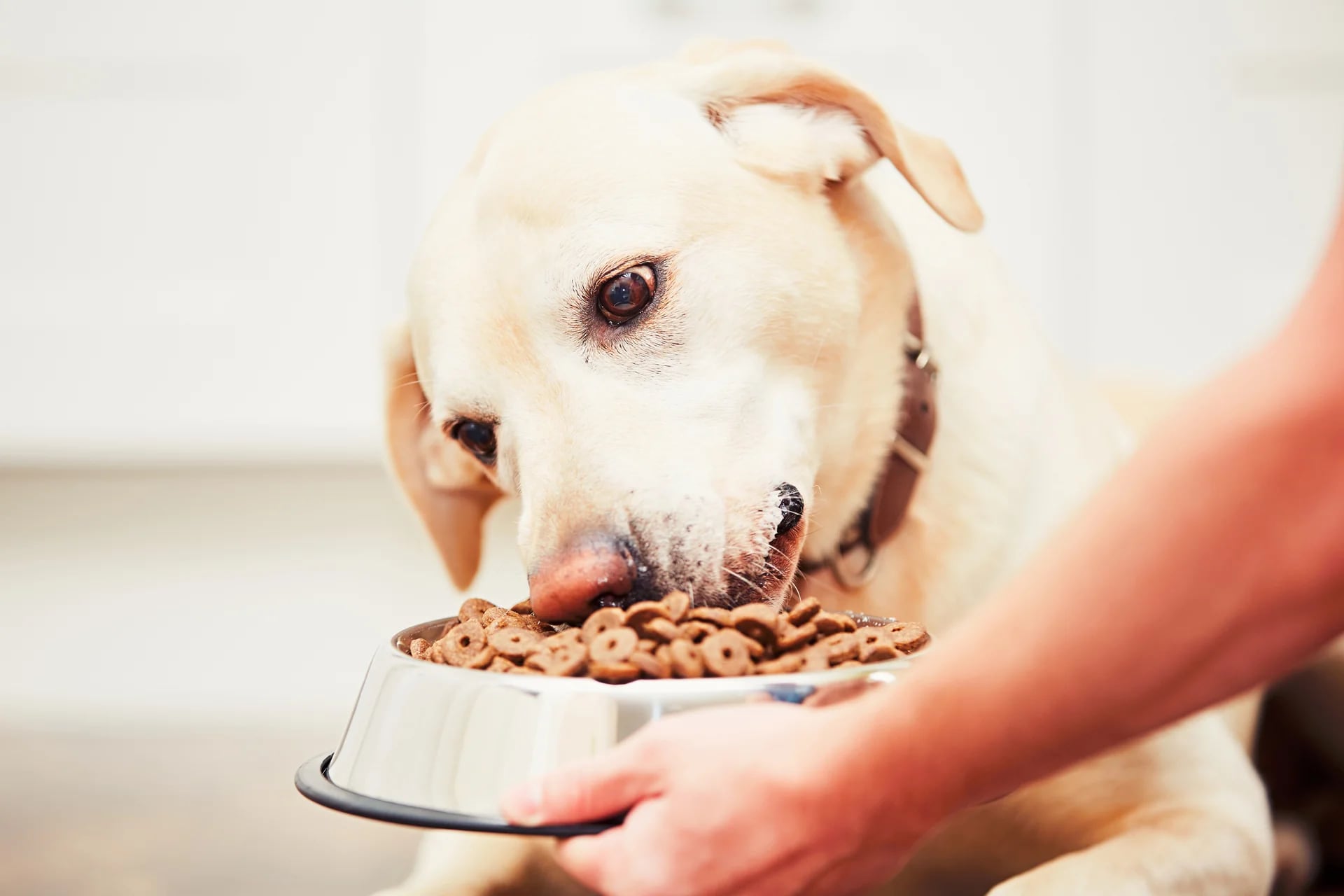 Al igual que los humanos, las mascotas deben tener un peso saludable, sin embargo lograrlo es complejo y requiere comprensión y compromiso tanto de los dueños de mascotas como de los veterinarios (Getty Images)