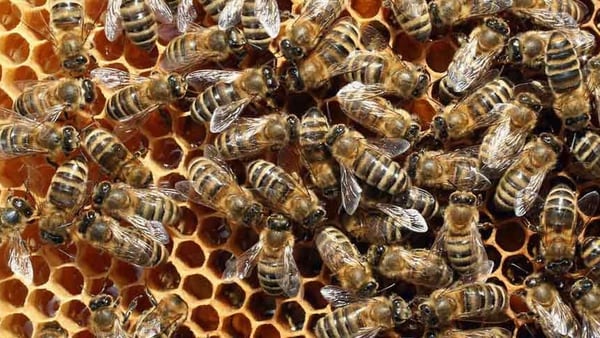 Según la FAO, más del 75 % de los cultivos alimentarios del mundo dependen en cierta medida de la polinización. El INTA trabaja para que las abejas sean indicadoras de las Buenas Prácticas Agrícolas