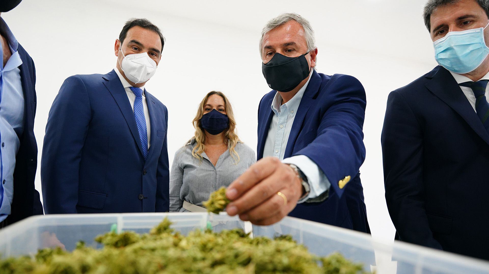 Cannava - Laboratorio y plantación Marihuana Cannabis Medicinal - Jujuy