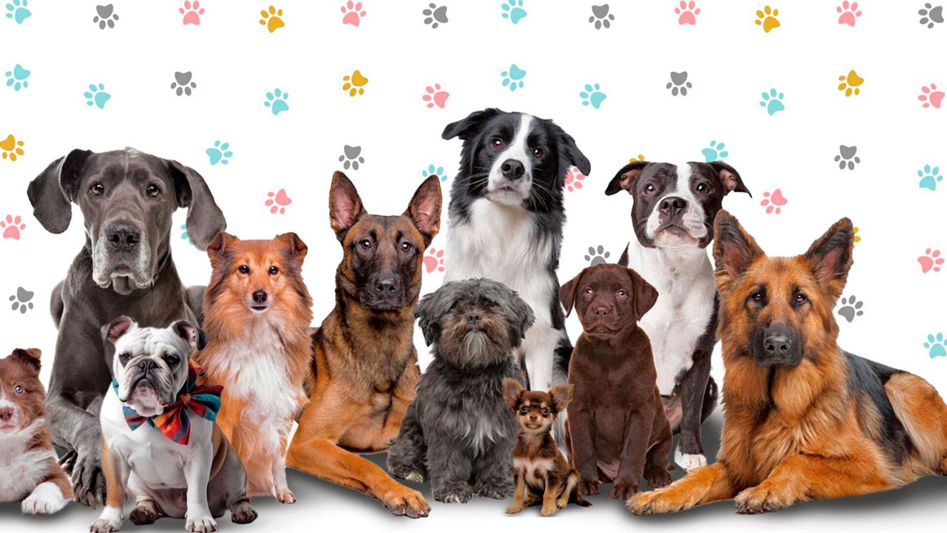Cada raza de perro tiene necesidades específicas que se deben de tomar en cuenta antes de adoptarlo.
perros, razas de perros, animales, mascotas
