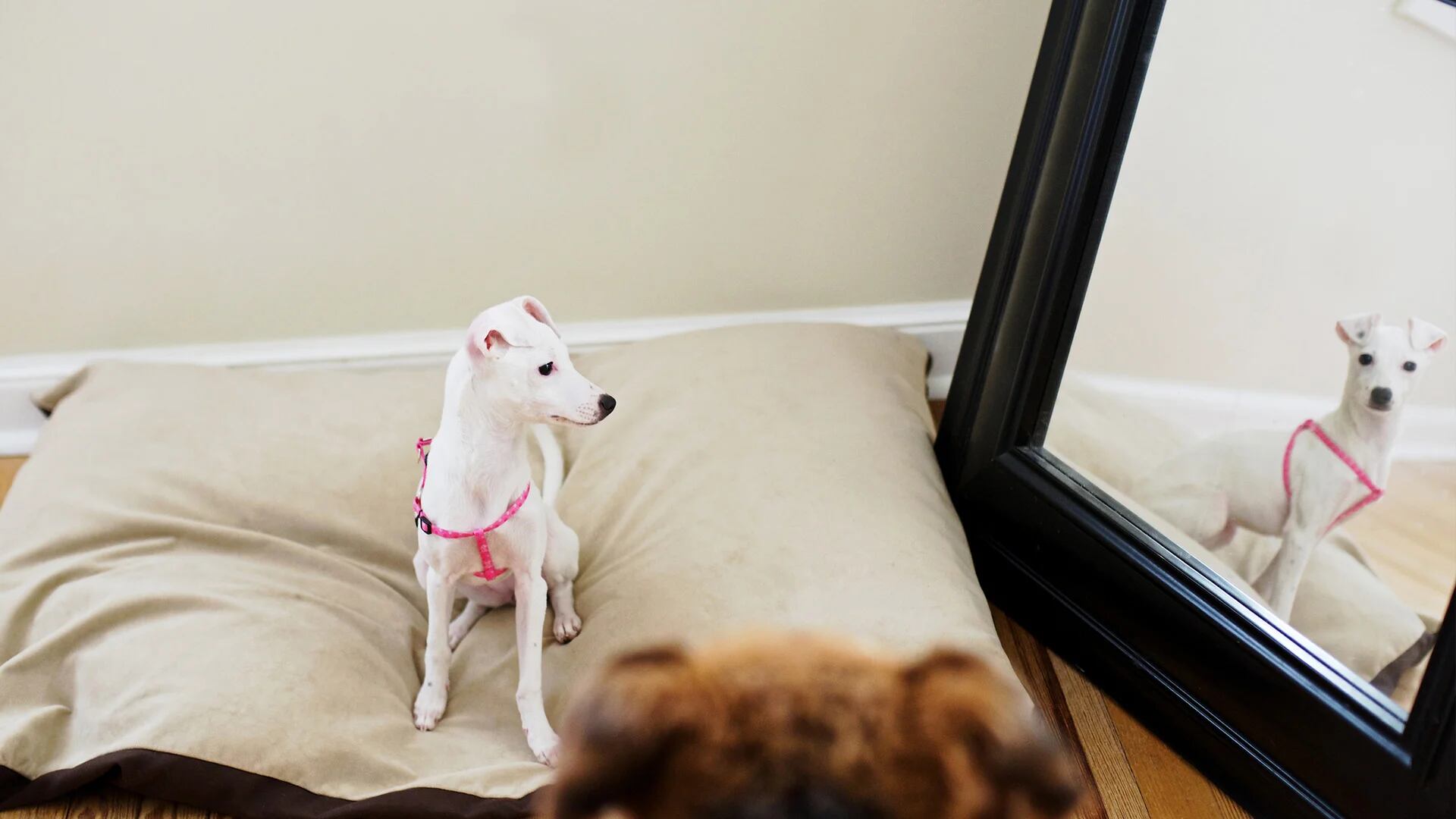 Los perros se pueden quedar mirando el espejo pero no se reconocen 