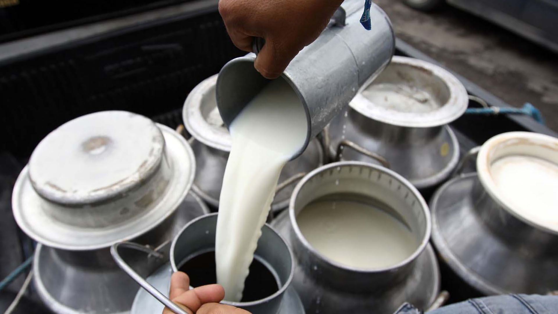 Gobierno nacional destinó 5.000 millones de pesos que beneficiará al sector lechero del sur occidente del país afectado por las protestas y la ola invernal registrada a principio de año - crédito Infobae 