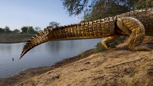 Una cueva de cocodrilos en el Río Salamat, en Chad, África tropical, tomada por Michael Nichols (National Geographic)
