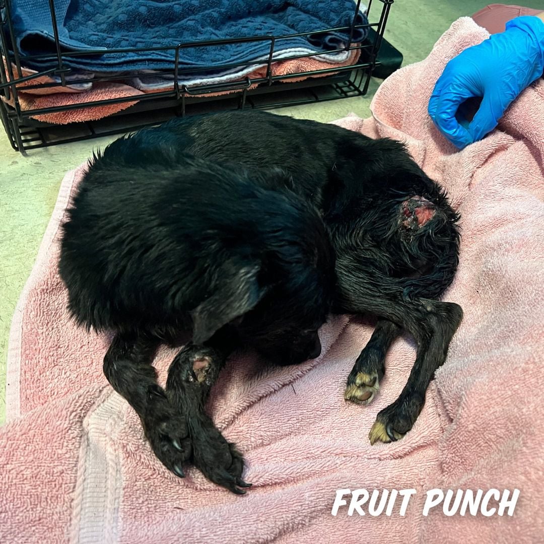 El canino se está recuperando de sus heridas y actualmente fue sometido a una dieta estricta (Facebook Austin Pets Alive)