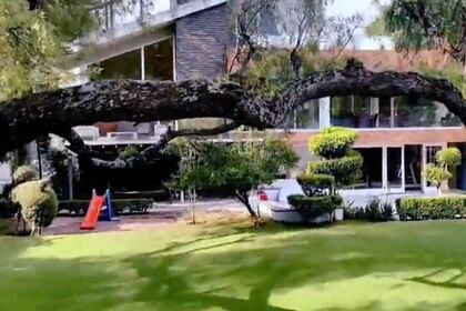 Un enorme árbol es la posesión más preciada de Maribel, según lo compartió en un vídeo (Foto: captura de pantalla)