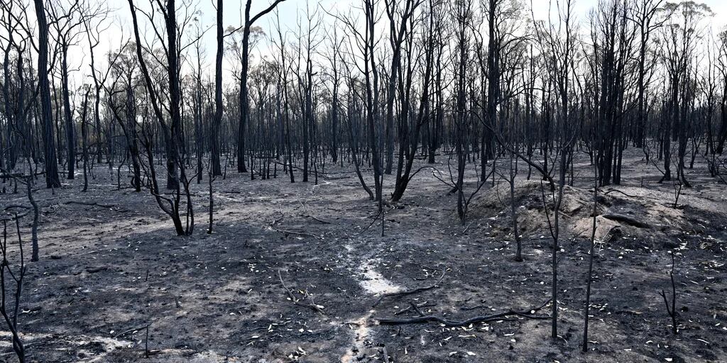 Los incendios forestales del noreste de Australia se avivan en un día de calor 