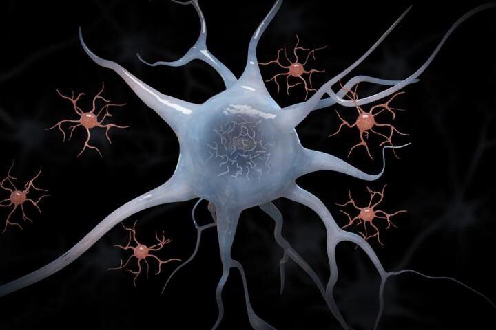 Los superancianos poseen un grupo de neuronas más grandes de lo normal en una estructura del cerebro involucrada en la memoria. Estas se podrían relacionar con el concepto de reserva cognitiva (SALUD MARK HALLETT) 