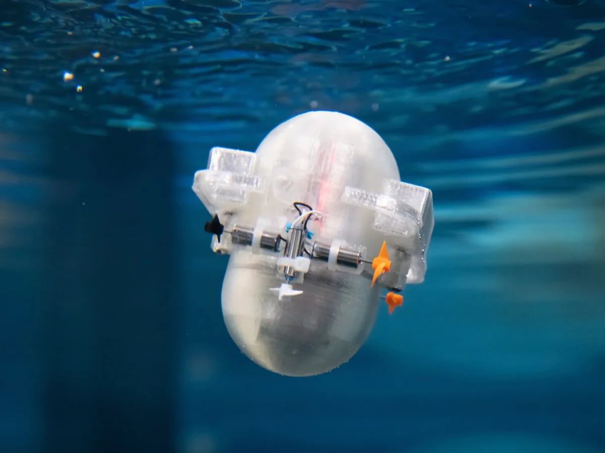 Este robot navegará por los océanos y ayudará a descubrir nuevas especies  marinas - Infobae