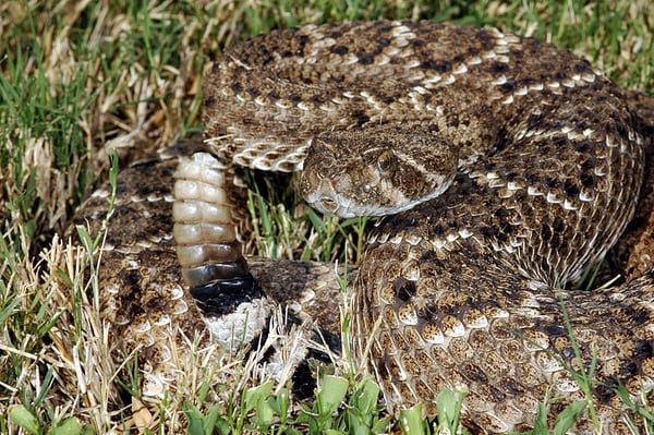 Esta serpiente es típica del sur de Norteamérica y puede llegar a medir dos metros (Western Diamondback Rattlesnake).
