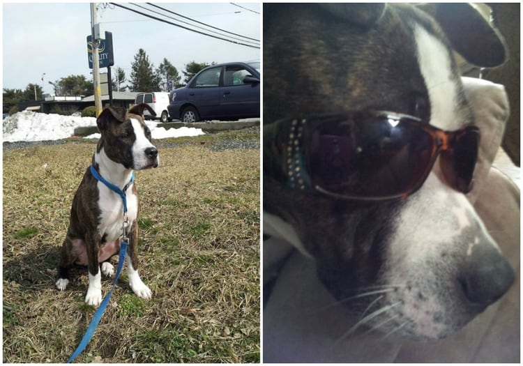 El perro de nombre Amigo, de siete años, se encuentra en un albergue de protección animal en cuarentena, la familia aseguró que nunca antes fue agresivo Foto: (Facebook) 