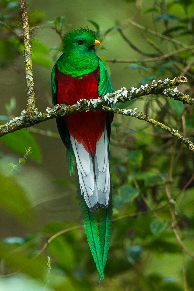 Quetzal (Foto: Wiki Commons)