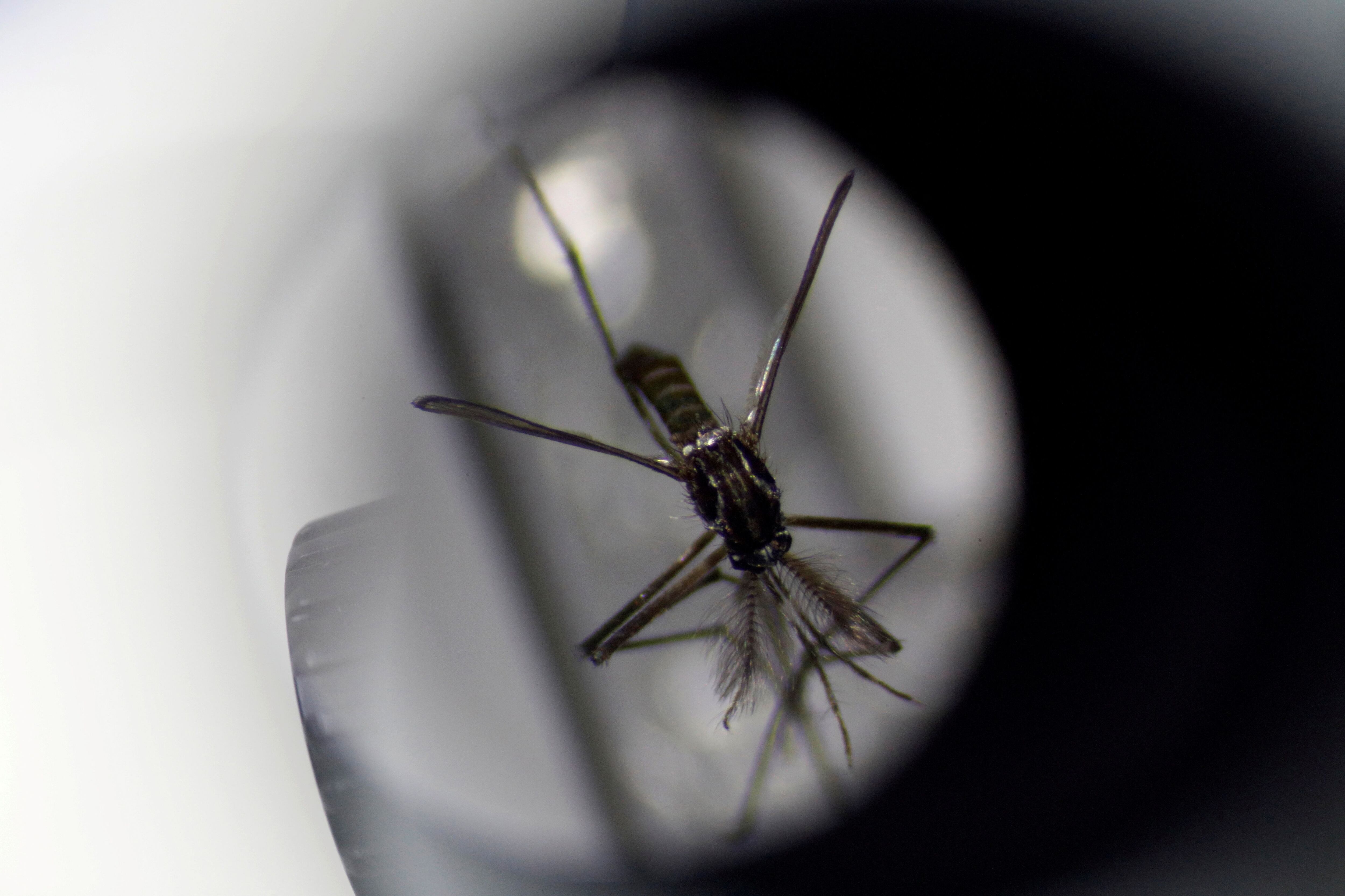 El dengue es una enfermedad viral transmitida por la picadura del mosquito del género Aedes, principalmente por Aedes aegypti, y cuando éste se alimenta con sangre de una persona infectada por el virus dengue, lo adquiere / REUTERS/Edgar Su/File Photo