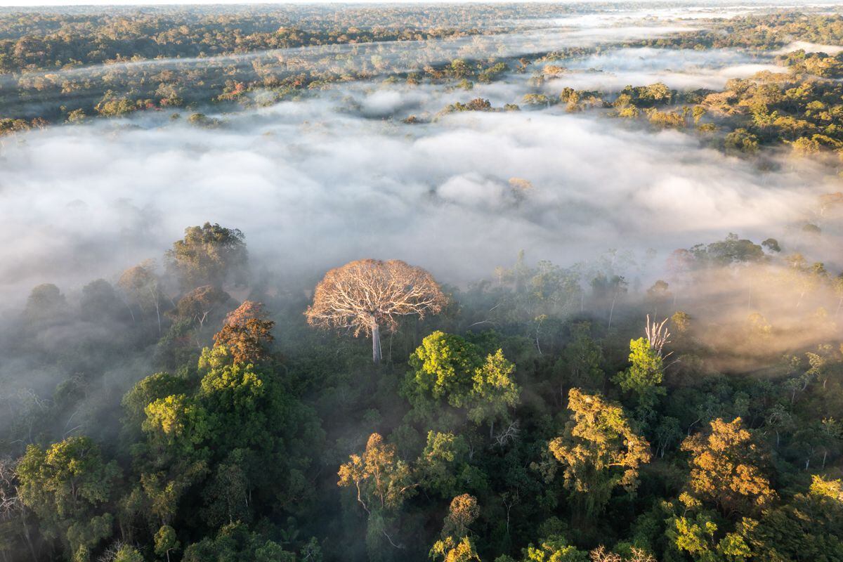 La mitad de los bosques amazónicos podrían sufrir alternaciones irreversibles y desaparecer en 2050, según una investigación que publica hoy la revista Nature. En la fotografía, vista con dron del río Amonia y de la selva amazónica, en  Yurua (Perú): Imagen: Andre Dib.