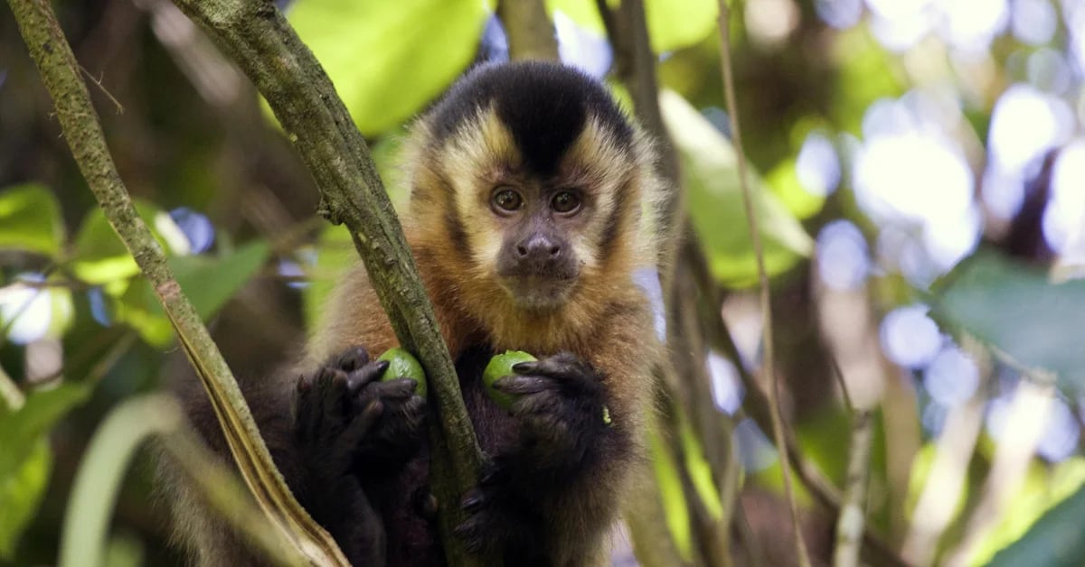 A stranger had a puma, a macaw and two white-faced monkeys in his house.