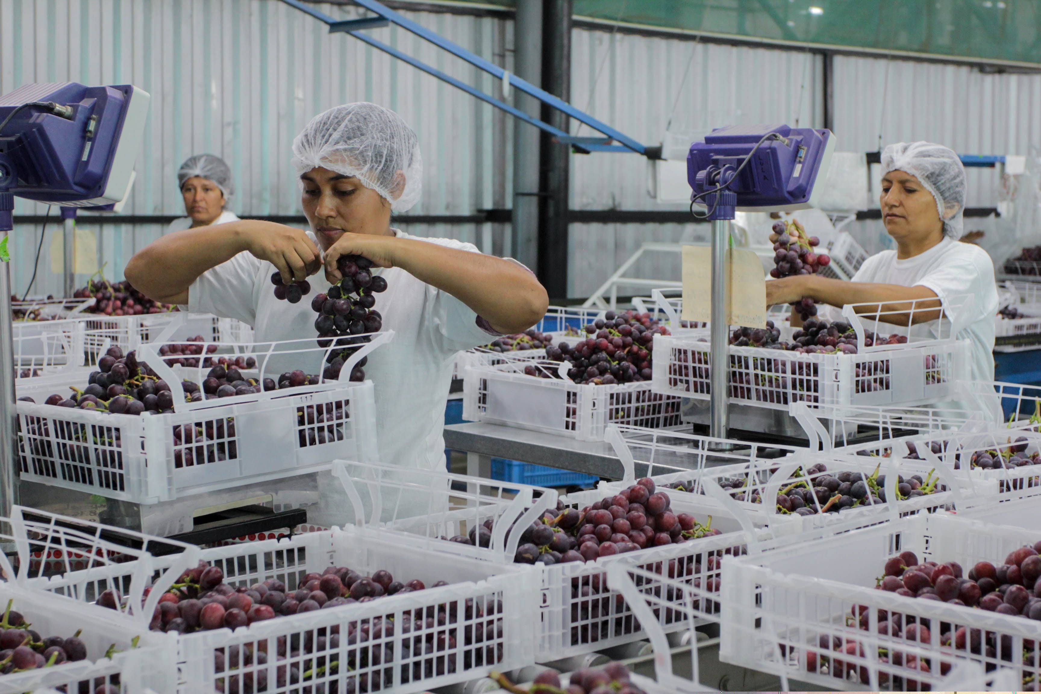 Trabajadora seleccionando uvas en una agroexportadora