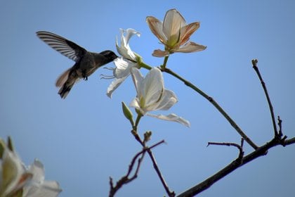 Para conseguir el néctar, este ave endémica de América debe introducir su largo pico hasta el fondo de la flor, con esto ayuda a la reproducción sexual de las plantas (Foto: Margarito Pérez Retana/Cuartoscuro)