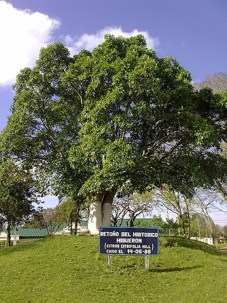 Retoño de la higuera donde jugaba el niño José Francisco con Rosa Guarú.