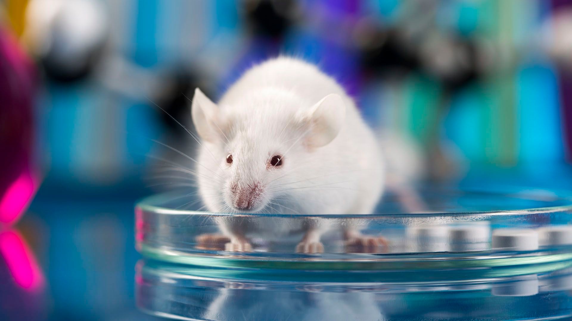 El equipo de investigación creó un modelo de ratón con Alzhéimer que imita el cerebro humano y simula la patología de la enfermedad inducida por el beta amiloide (iStock)