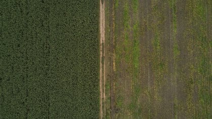 El mal manejo de los bosques del mundo está aumentando las emisiones de carbono, devastando la biodiversidad, destruyendo ecosistemas vitales y afectando los medios de vida y el bienestar de las comunidades locales y de las sociedades a nivel mundial