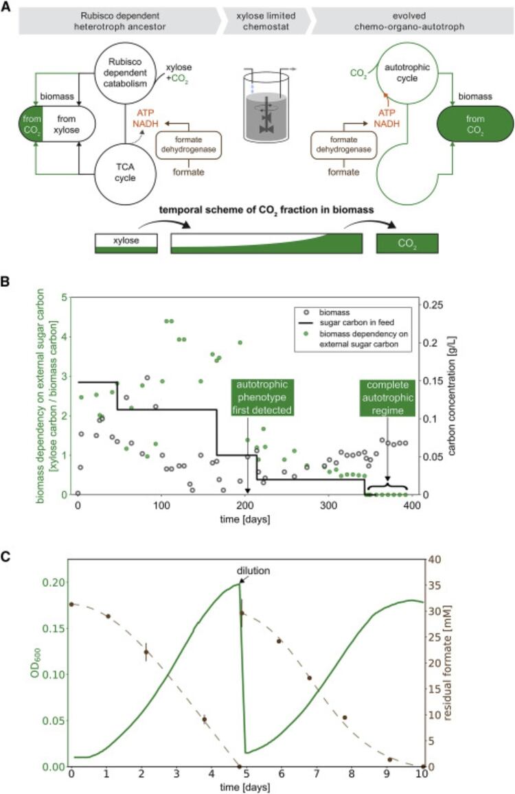 Estrategia evolutiva adaptada de una cepa de E. coli (Foto: Cell)
