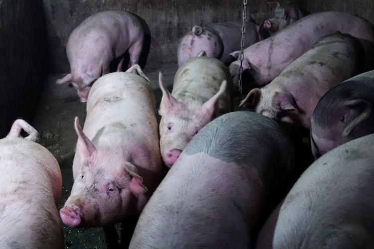Los granjeros necesitan compensar las fuertes pérdidas que trajo la fiebre porcina