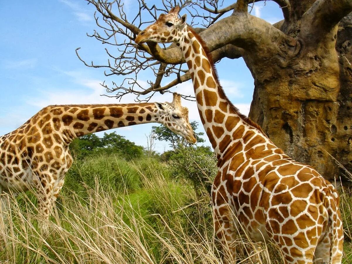 La jirafa se sumó a la lista de especies en peligro de extinción - Infobae