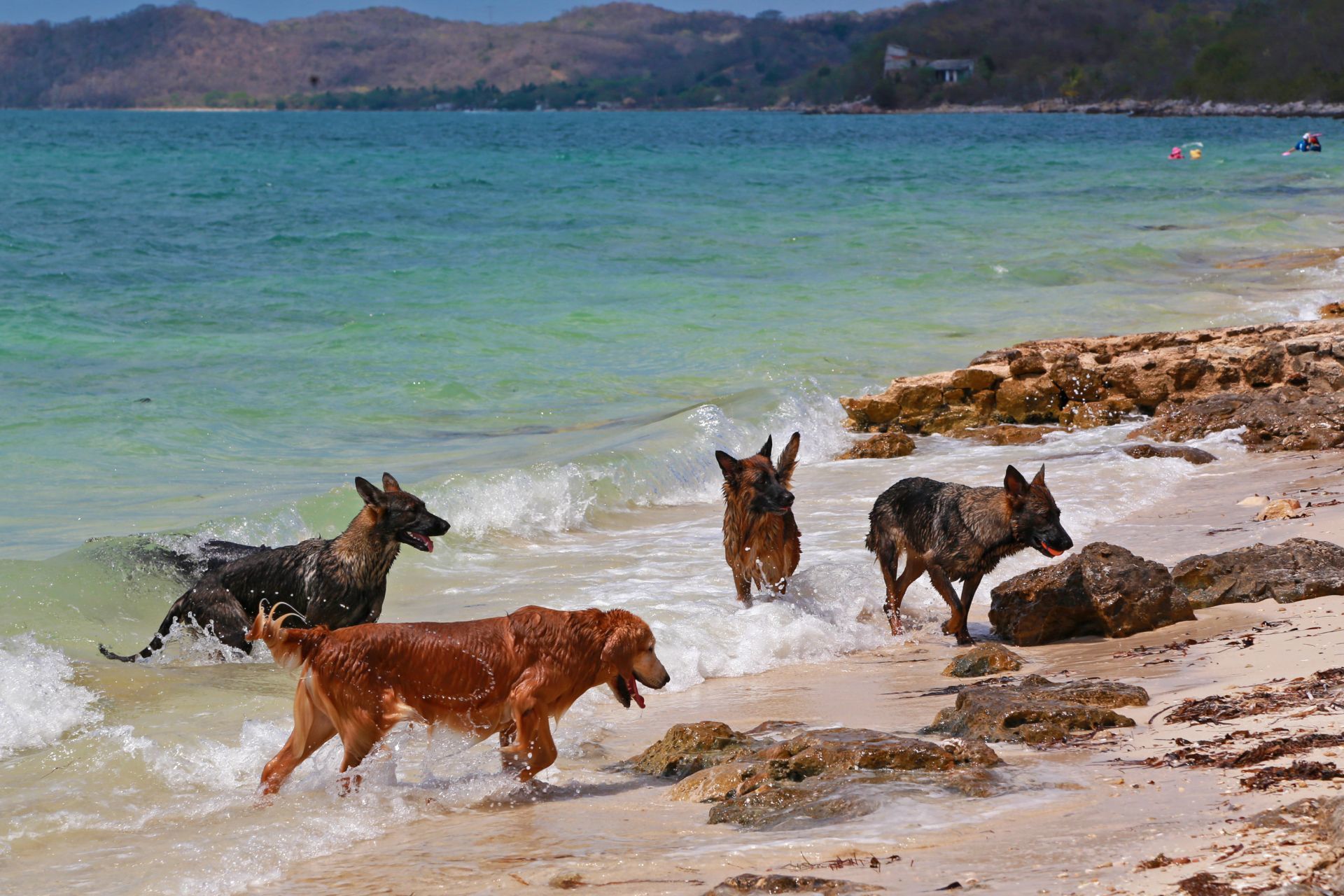 La mayoría de los perros disfrutan de la socialización, así que dejarlos jugar entre el sol y la arena podría ser una experiencia increíble tanto para los dueños como para las mascotas. (MAIRA TULIA PÉREZ BOCANEGRA /CUARTOSCURO)