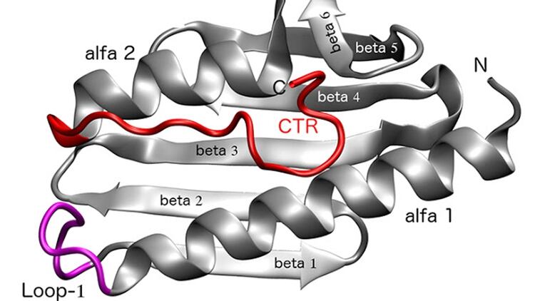 Modelo computacional sobre la estructura proteica de la enfermedad