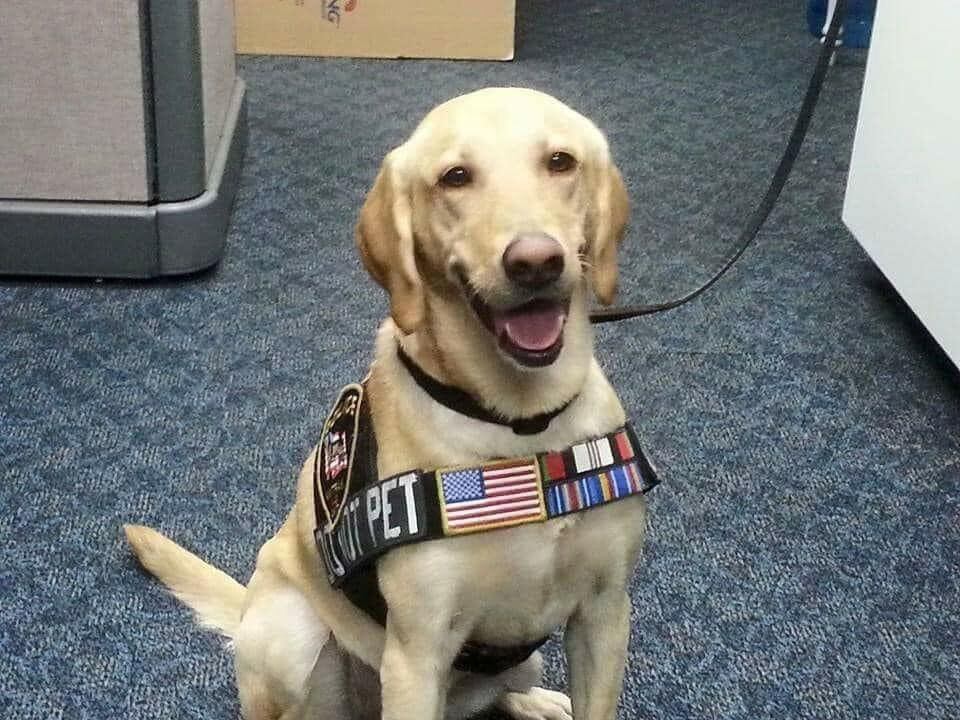 Fue un destacado activo canino durante sus años de servicio. (Facebook/Project K-9 Hero)