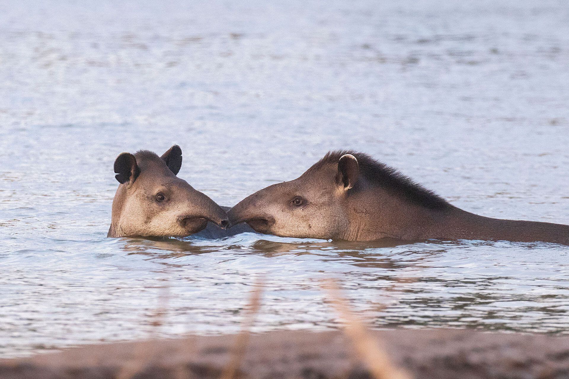 Tapires en el Río Bermejo - Parque Nacional El Impenetrable- foto de Gerardo Cerón-Fundación Rewilding Argentina