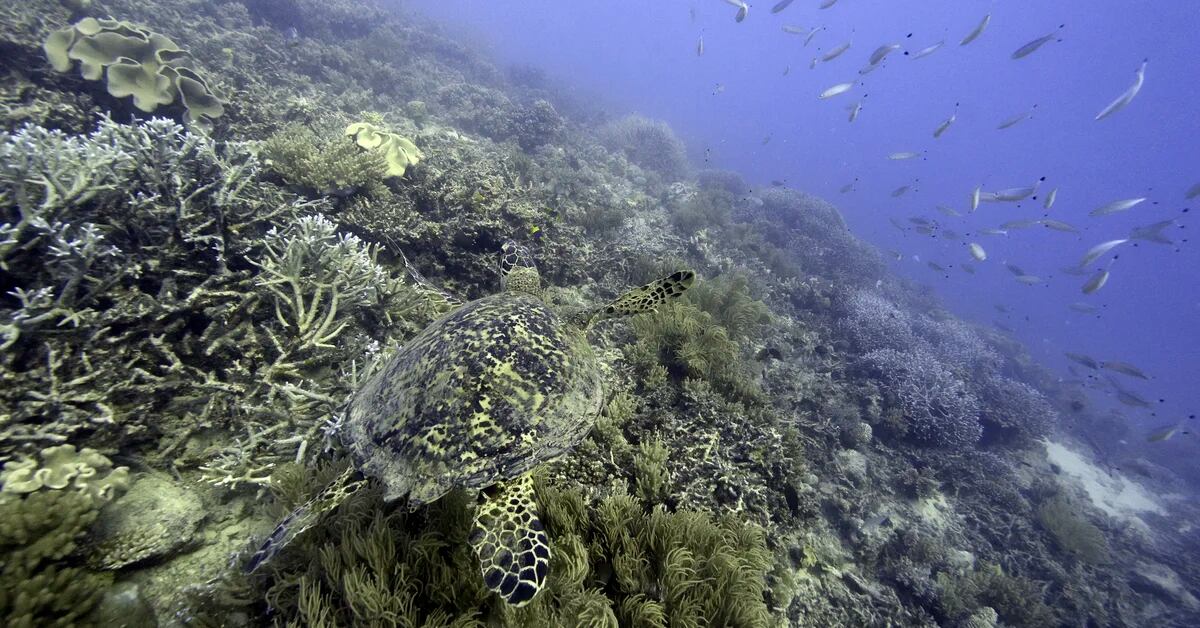 Nations reach agreement to protect marine life