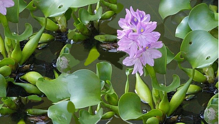 The water buchón, another of the plants classified as' invasive 'in Colombia. Photo: newspaper 'Cuarto Poder'