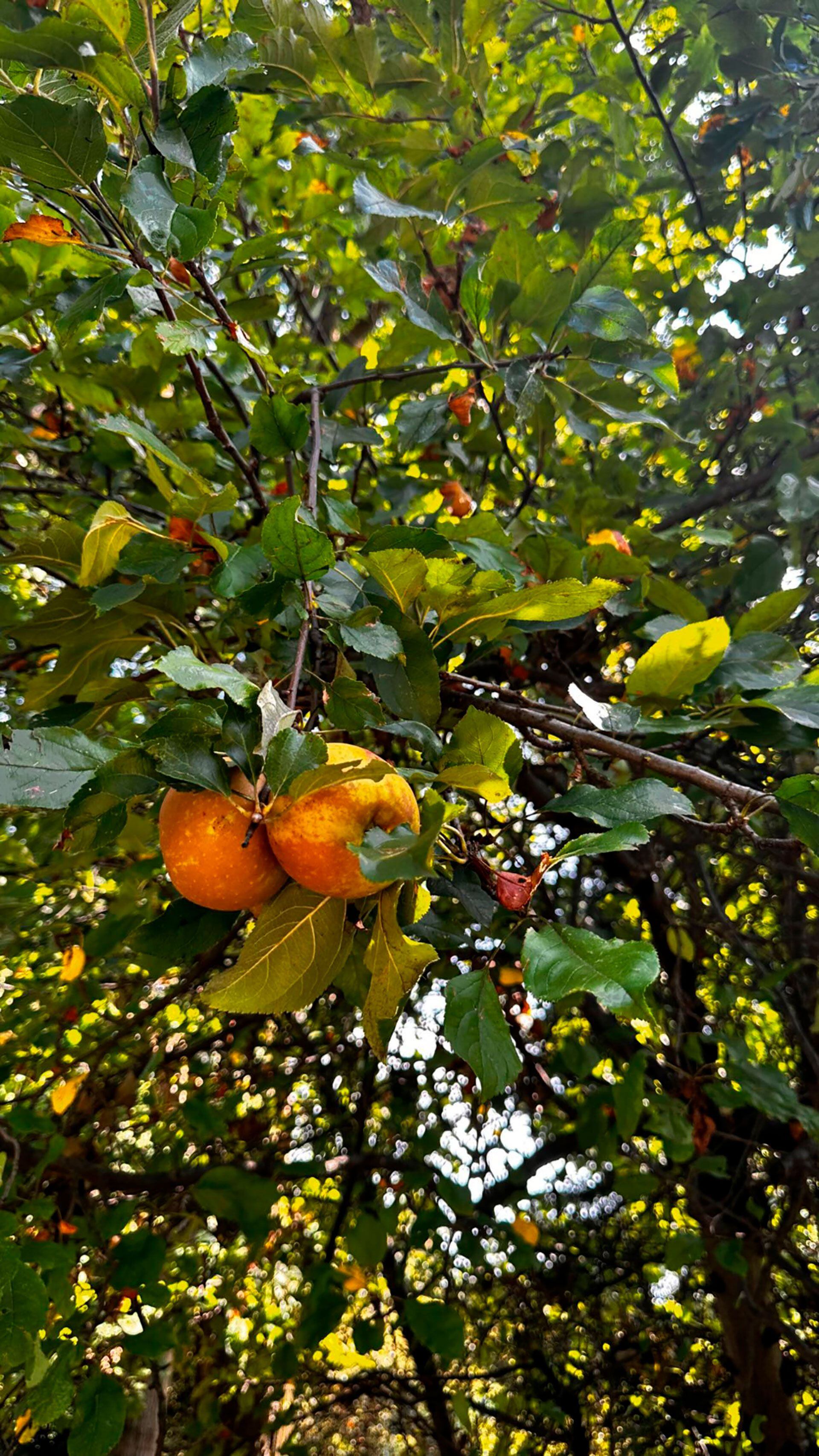 Los días de Wanda Nara y sus hijos en su mansión de Milán: comidas caseras, pileta y paseos por el jardín