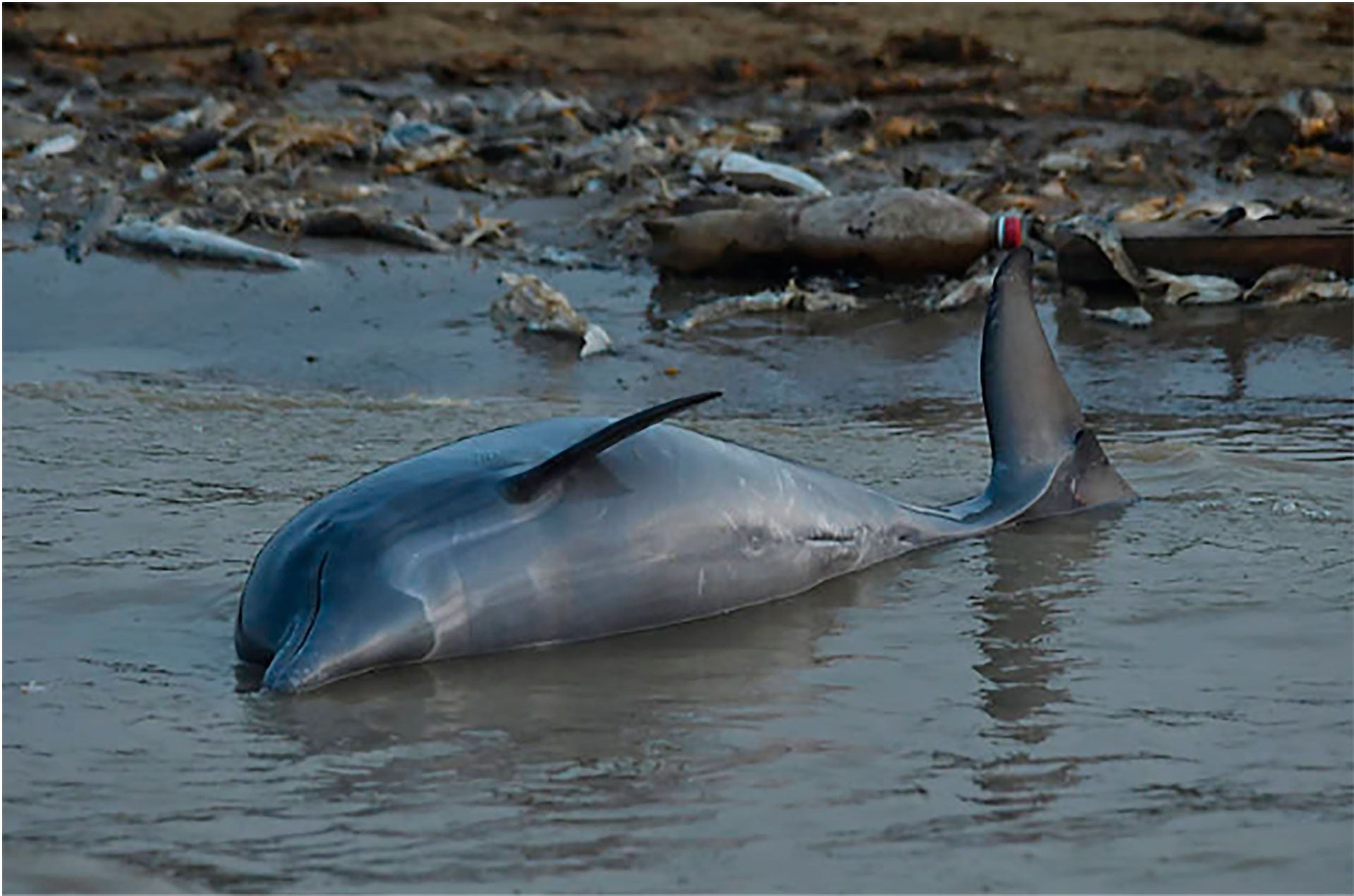Más de 100 delfines murieron en un río de la Amazonía brasileña por la fuerte sequía y la ola de calor (Instituto Mamirauá)